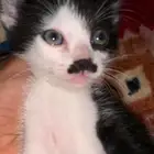 قط شبيه هتلر