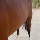 حصان شعبي للبيع