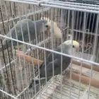 عصافير روز