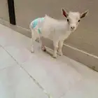 ما عز قزمي