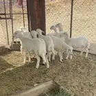 بهم ورخال