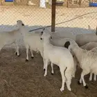 سواكن مرابي خمس شهور فل شحم للثلاجه رقم 1