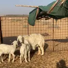 حريه معه خروف ورخل روم وسلم سدس