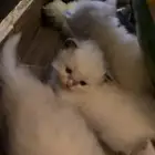 قطط شيرازي للبيع
