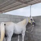 خيل شعبي