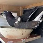 حمام