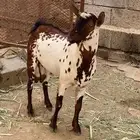 تيس للبيع