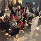 سلام علايكم اعرض لكم 5 ديك عمر سنه