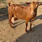 عنز حصا