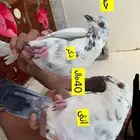 حمام زاجل لون نادر