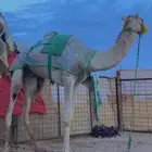إبل