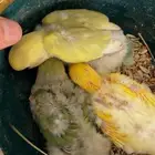 فروخ روز للبيع
