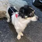 كلب انثى اليف