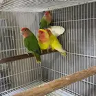 للبيع طيور روز على وشك جهوزية