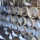 حمام فرنسي للبيع