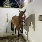 فرس شعبيه من فوخر الشعبي