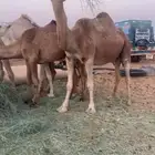 القحه لها 9 شهور