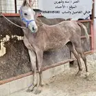 مهر الاب مصري