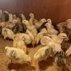 صوص بلدي وفرنسي للبيع