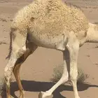 حاشي العمر حول 7 شهور