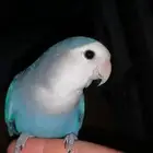 للبيع روز اليف (تم البيع )