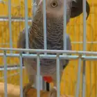 انثى كاسكو متكلم اليف