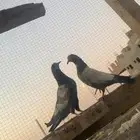 حمام باكستاني طبات أساس حد احبه ب35 و40