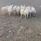 غنم حرش طيبه