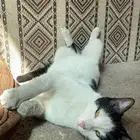 قطه مفقوده