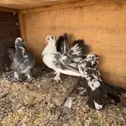حمام تركي و هزازي