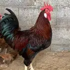 للبيع دجاج فرنسي بيور