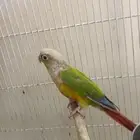 كنيور اناناس