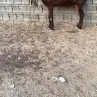 عنز هولنديه - حجازيه صنف