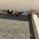 دجاج