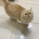 قطوه للتبني