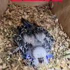 باجي