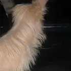 كلب شيواوا