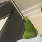 للعشاق زوج امزوني بلوفرنتد جاكو تم البيع