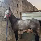 حصان شعبي