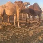 القحات العدد 3