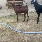 عنقان شحم للبيع