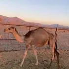 قعود للبيع