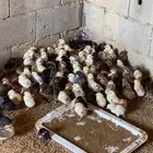 صيصان فيومي ذهبي وفيومي شبابي