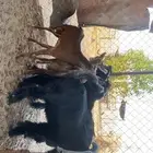 تيوس عوارض ومحايليه انتاج