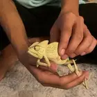 سحلية حرباء