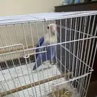 انثى روز اليفه عض خفيف فيها فرض حركه و تصفر