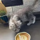 قطه للبيع