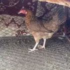دجاج بلدي