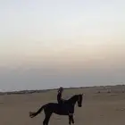حصان مهجن