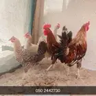 دجاج بلدي وديكه اخوان ودجاجه كولمبيه
